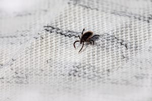 Bed Bugs in My Florida Rental: Who Pays for Treatment?