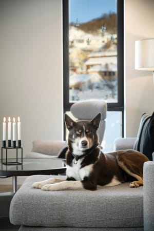 Emotional Support Animals in Rentals: What Florida Landlords Must Know