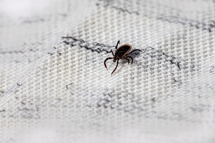 Bed Bugs in My Florida Rental: Who Pays for Treatment?