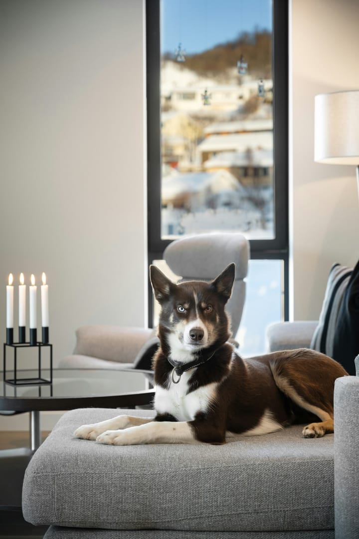 Emotional Support Animals in Rentals: What Florida Landlords Must Know