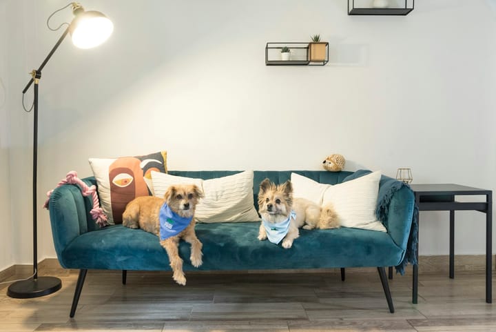 Pet Policies for Florida Rentals: What Landlords Need to Know