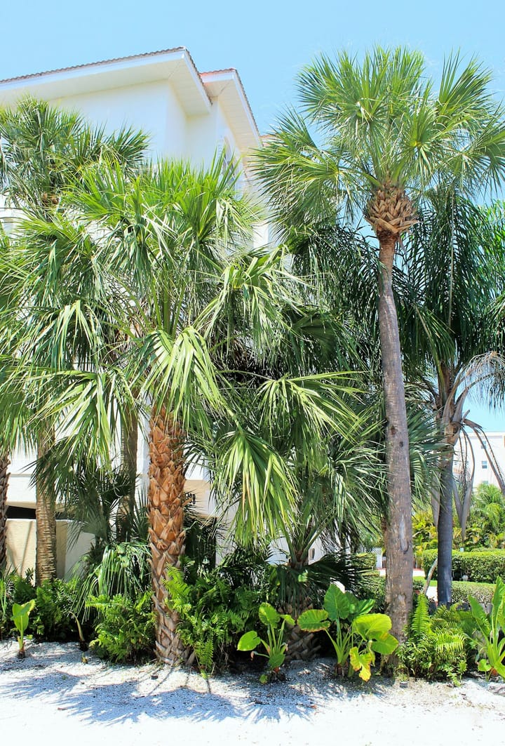 Suburban home on a palm-lined street in Florida